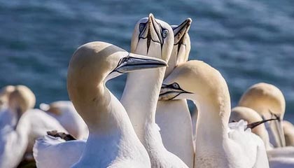 西甲精彩逆转，专家从数据角度叙述战术调整成效，西甲球队vll