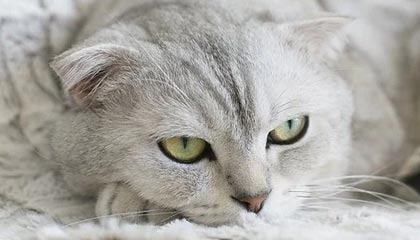 ayx爱游戏_ 如火如荼！专家点评季后赛各队的战术变化与执行力！，爱游戏唯一官网